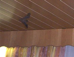 fledermaus nochmal