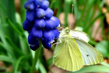 schmetterling